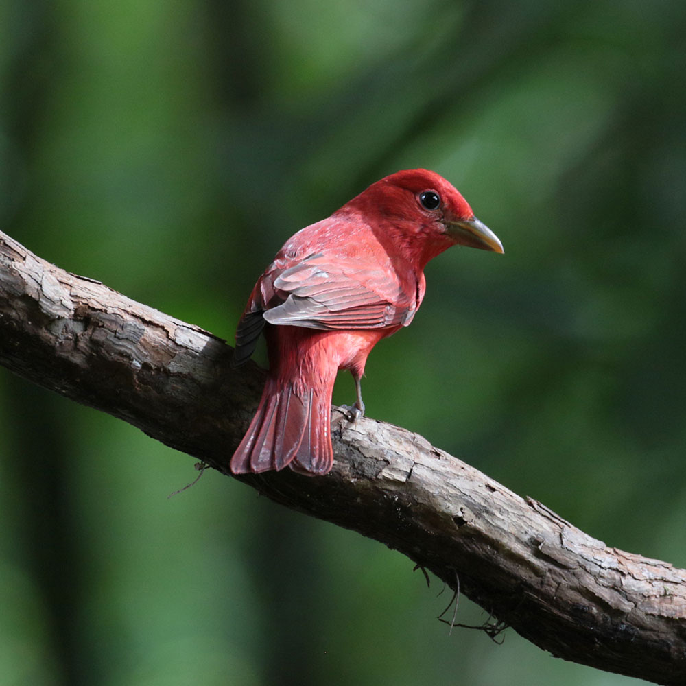 Summertanager